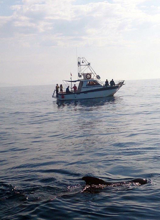 Cetaceans and Sailing