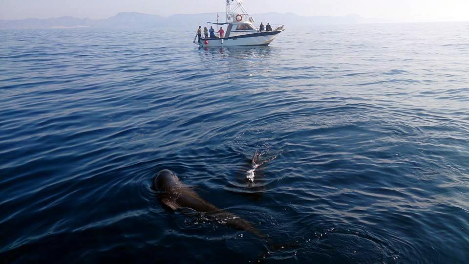 Cetáceos y Navegación. Turismo de aventura y naturaleza