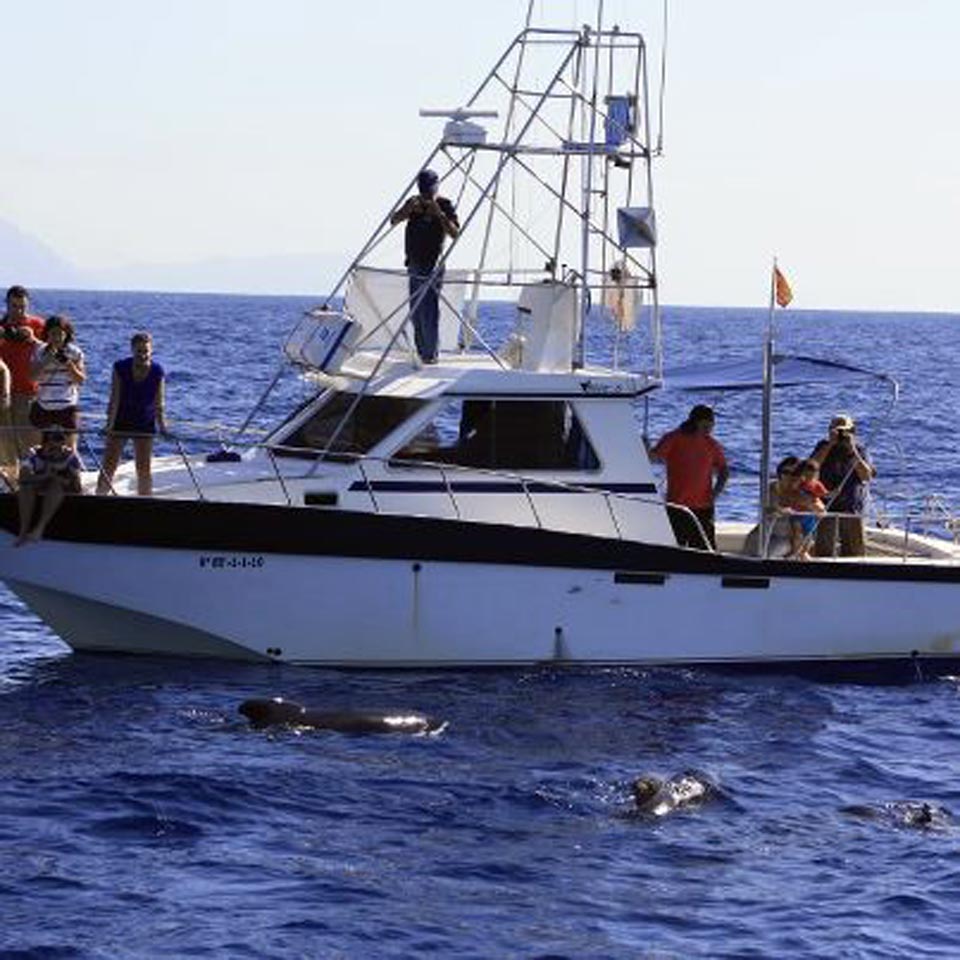 Cetaceans and Sailing