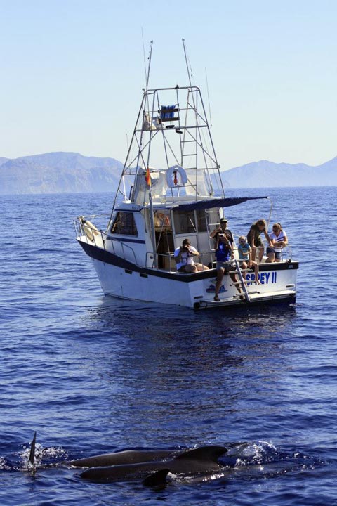 Cetaceans and Sailing