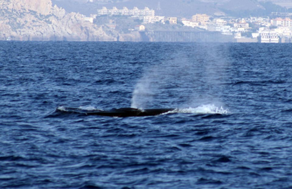 Cetáceos y Navegación. Turismo de aventura y naturaleza