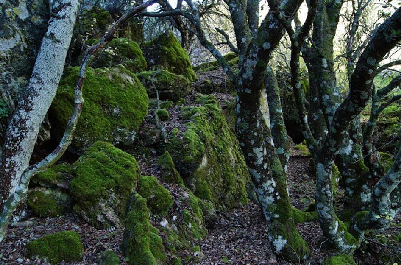 Descubriendo Moratalla. El bosque animado