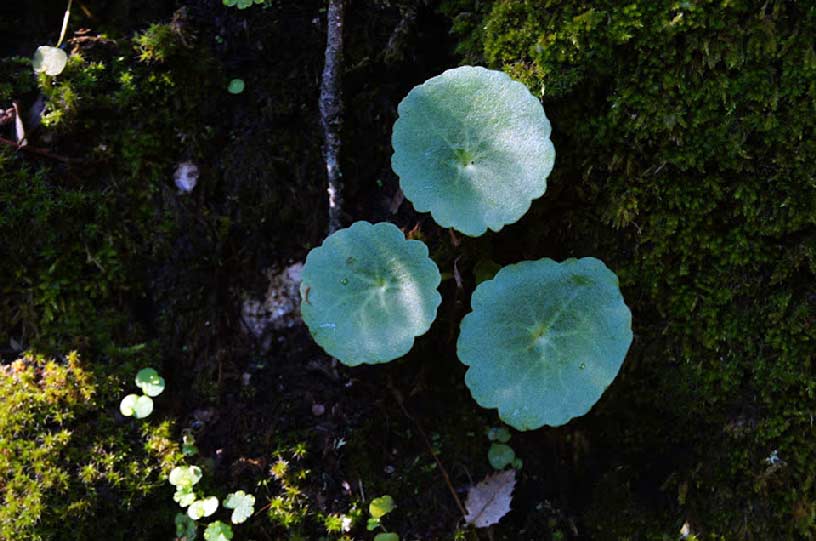 Descubriendo Moratalla. El bosque animado