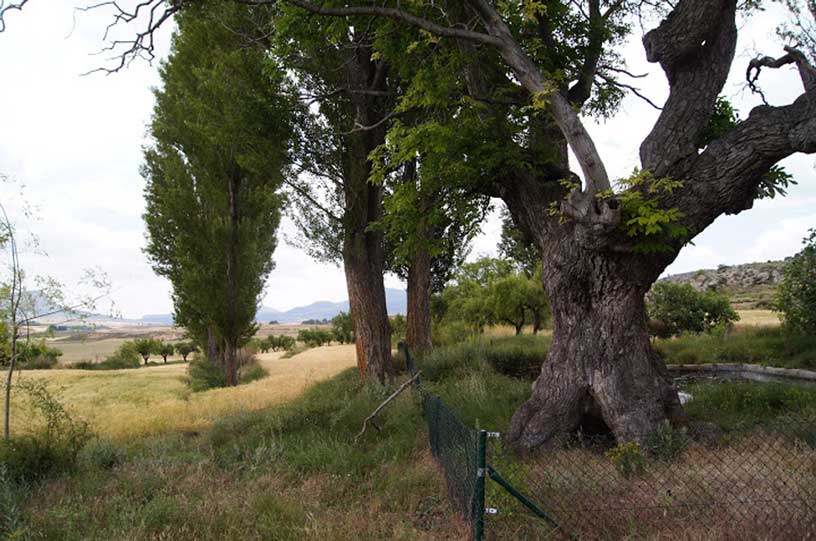 Descubriendo Moratalla. Excursión El Sabinar - Salero del Zacatín