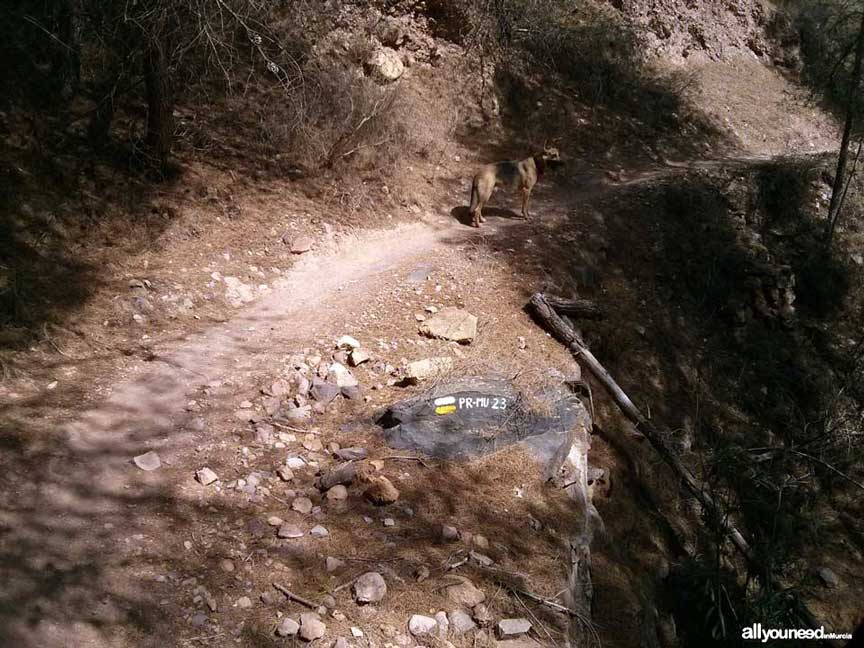 Ruta La Muralla de King Kong. Sendero de vuelta. Senderismo en Murcia