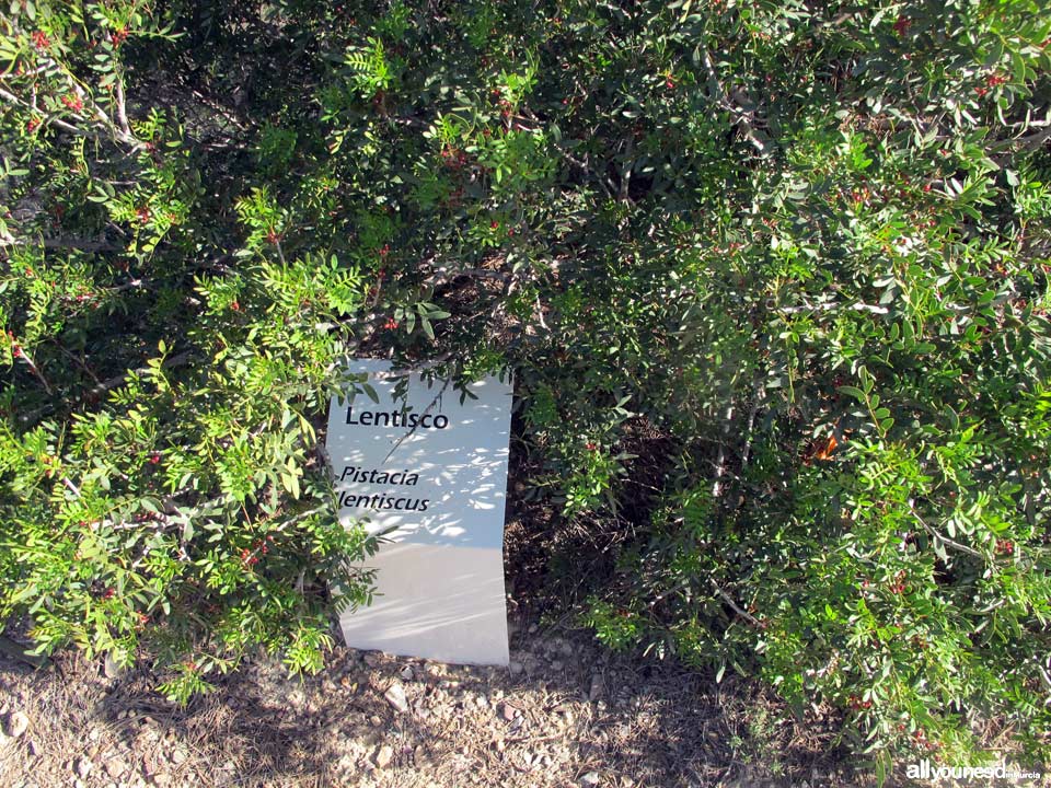 Majal Blanco Tourist Information Point. Pathway. El Valle y Carrascoy Regional Park