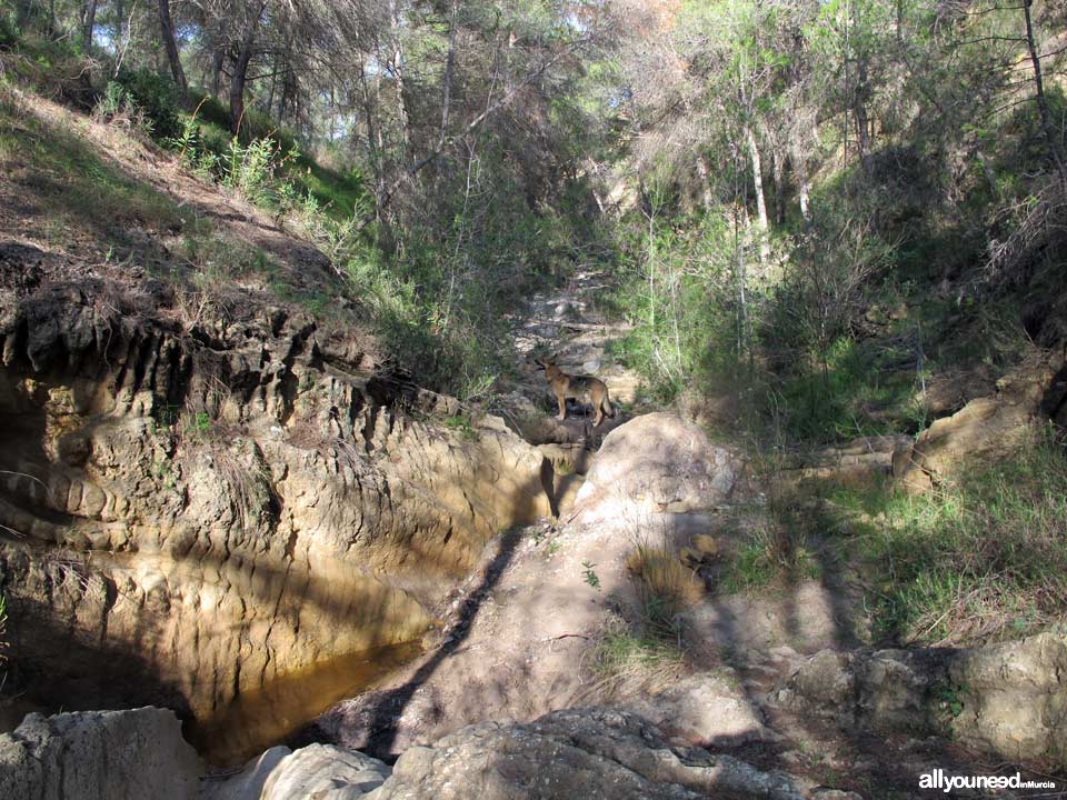 Ruta Barranco Blanco PR-MU52. Majal Blanco.Senderismo en Murcia