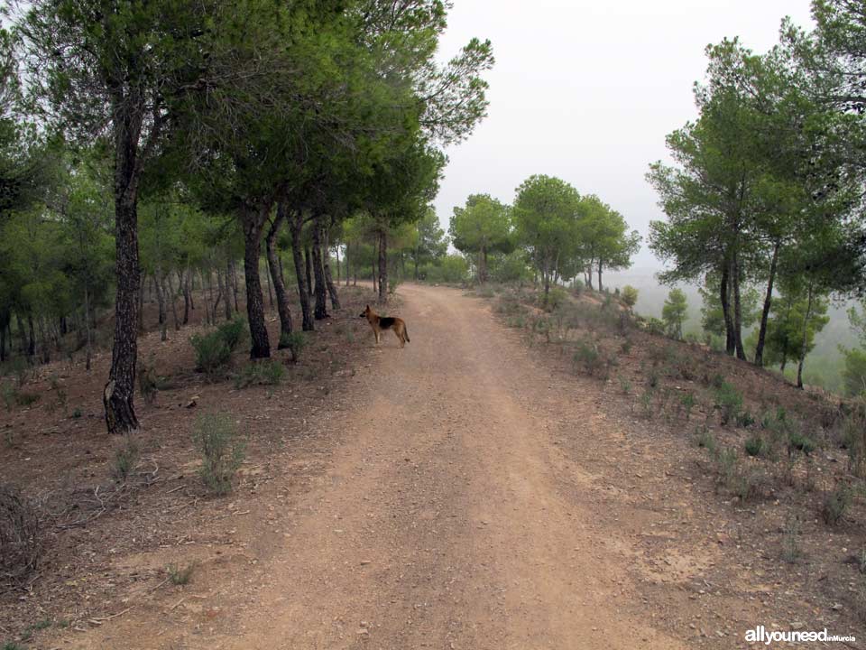 Barranco Blanco pathway. PR-MU52