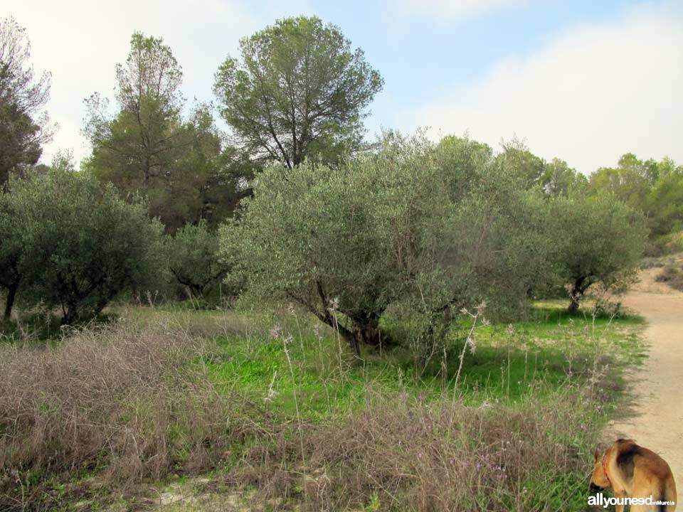 Ruta Barranco Blanco PR-MU52. Majal Blanco.Senderismo en Murcia