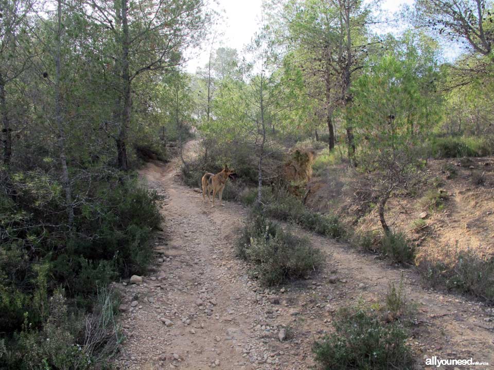 Barranco Blanco pathway. PR-MU52