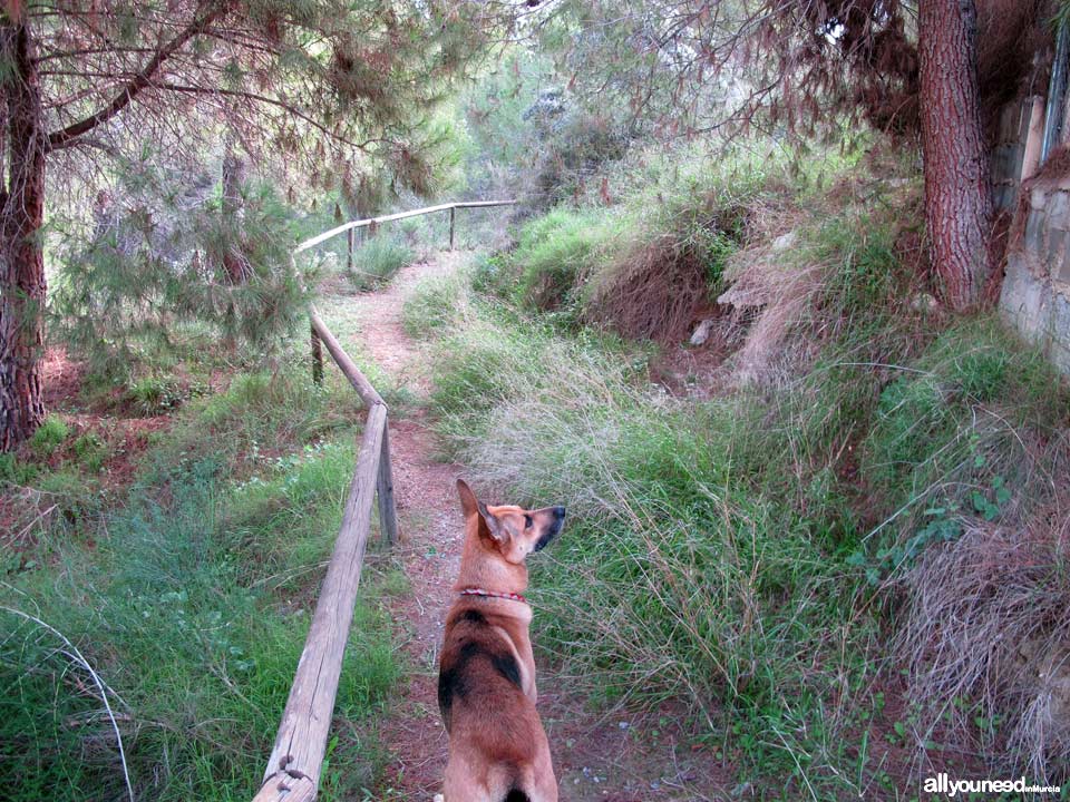 Barranco de los Cañones pathway. PR-MU53