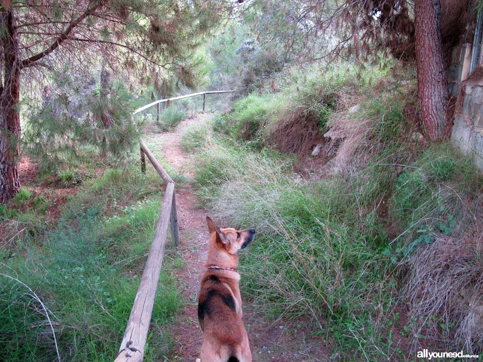 Barranco de los Cañones. Rutas por el Majal Blanco