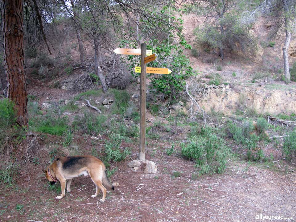 Barranco de los Cañones. Rutas por el Majal Blanco