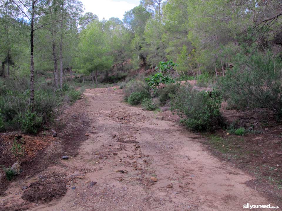 Barranco de los Cañones. Rutas por el Majal Blanco