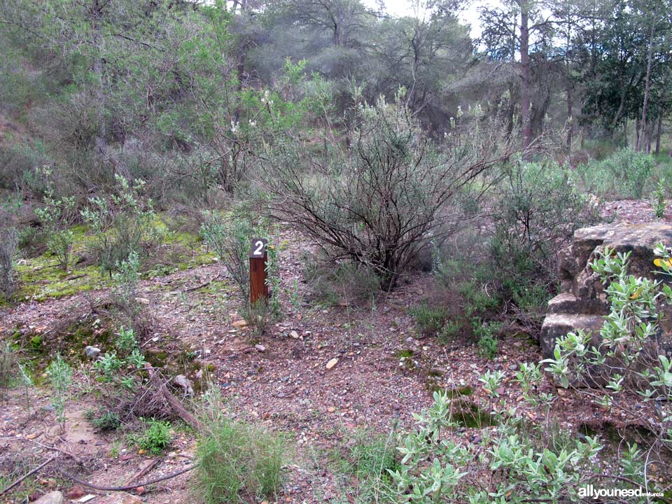 Barranco de los Cañones. Rutas por el Majal Blanco