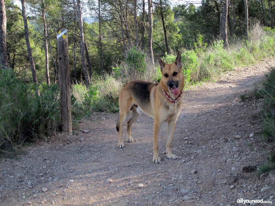 Camino de los Arejos pathway. PR-MU34