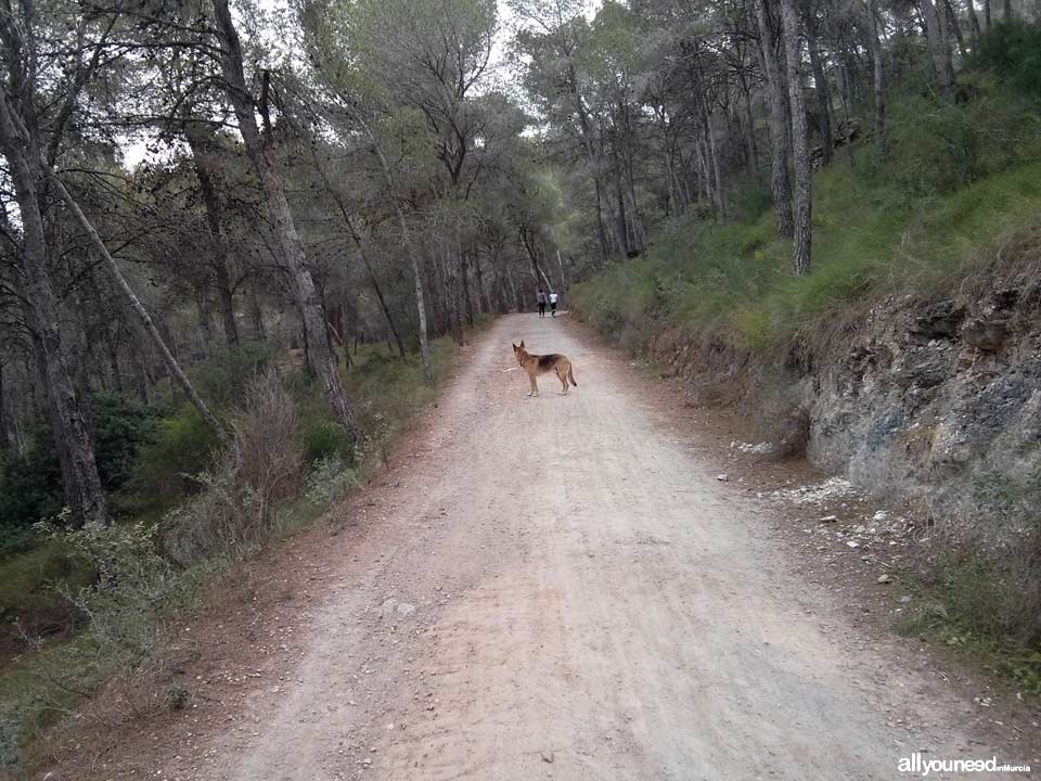 Ruta Albergue del Valle - Senda de las Columnas - Pico del Relojero