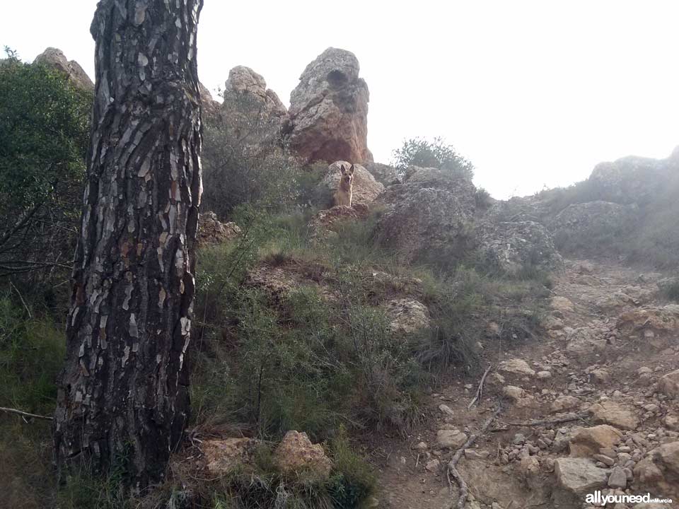 Ruta Albergue del Valle - Senda de las Columnas - Pico del Relojero. Subida al Relojero