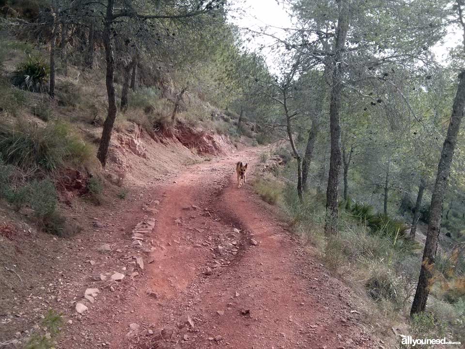 Ruta Albergue del Valle - Senda de las Columnas - Pico del Relojero. Sendero de bajada
