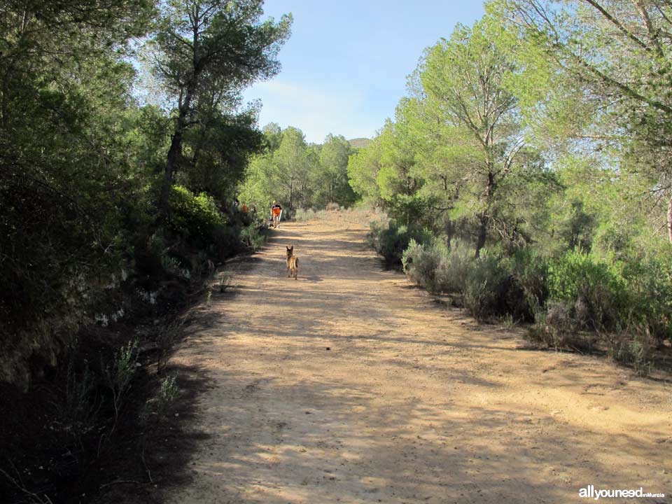 Sendero en Familia Alcalde Miguel Ángel Cámara. SL-MU15. El Majal Blanco