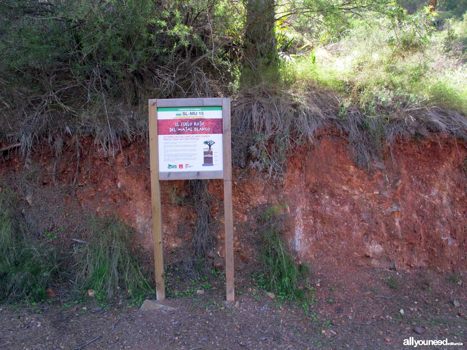 Sendero en Familia Alcalde Miguel Ángel Cámara. SL-MU15. El Majal Blanco