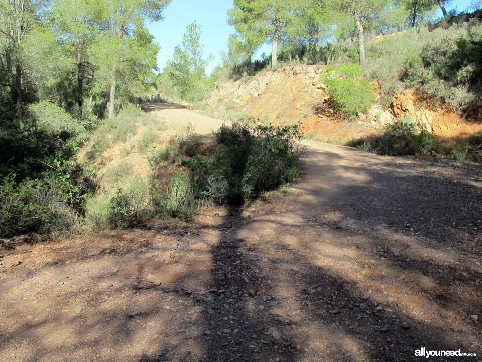 Sendero en Familia Alcalde Miguel Ángel Cámara. SL-MU15. El Majal Blanco