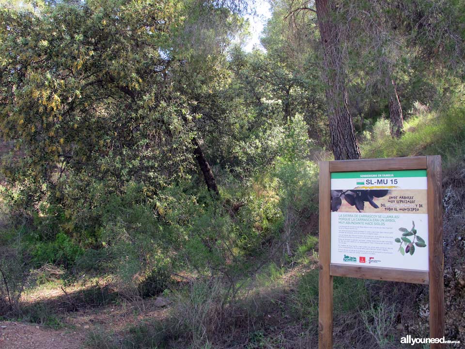 Sendero en Familia Alcalde Miguel Ángel Cámara. SL-MU15. El Majal Blanco