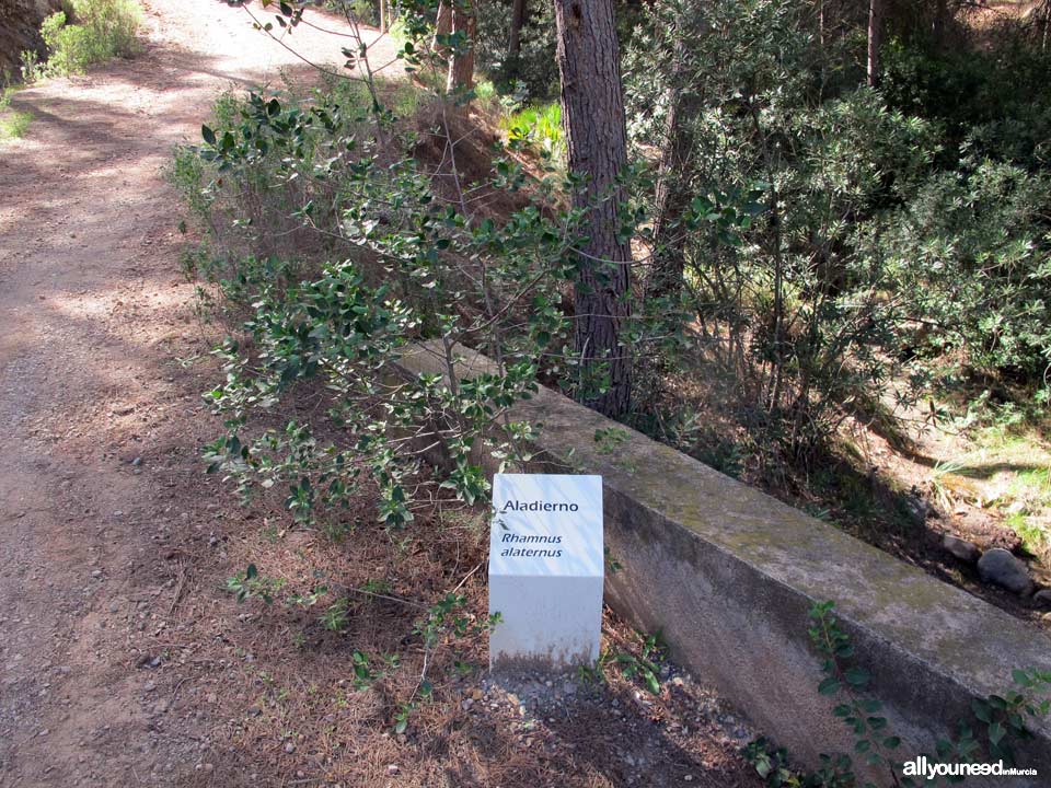 Sendero en Familia Alcalde Miguel Ángel Cámara. SL-MU15. El Majal Blanco