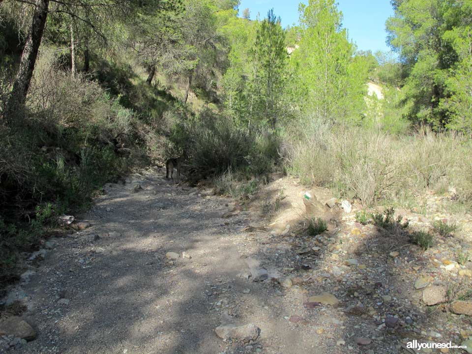 Sendero en Familia Alcalde Miguel Ángel Cámara. SL-MU15. El Majal Blanco