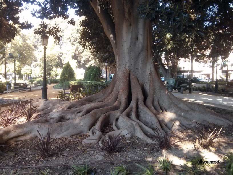 Garden of Floridablanca in Murcia. Ficus tree