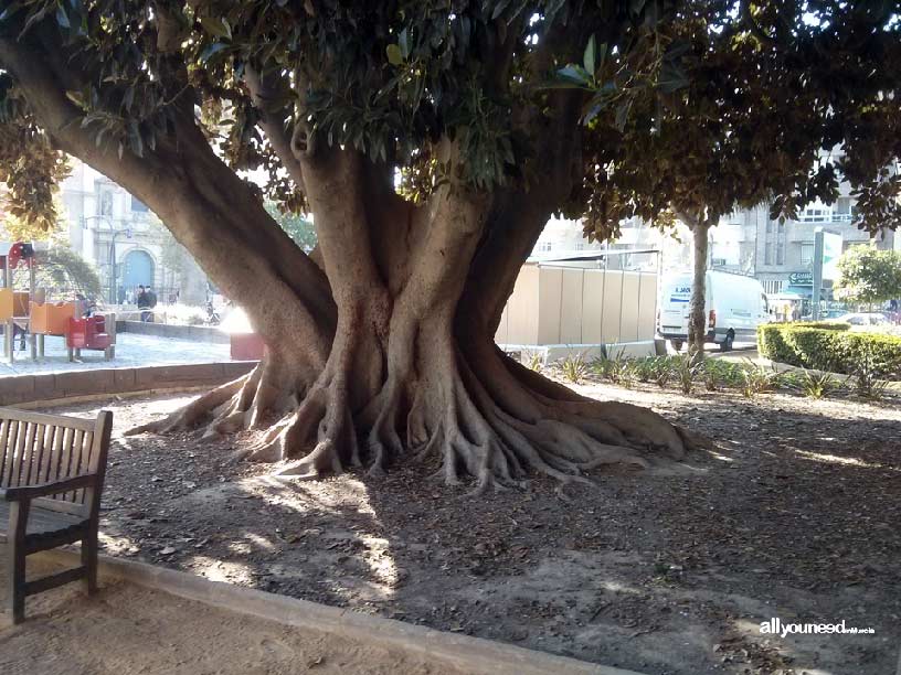 Garden of Floridablanca in Murcia. Ficus tree