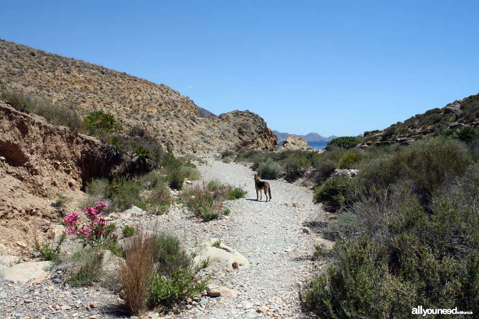 Route to the Coves of Bolete Grande, Boletes and Aguilar. Bolete ravine, with the cove in the background