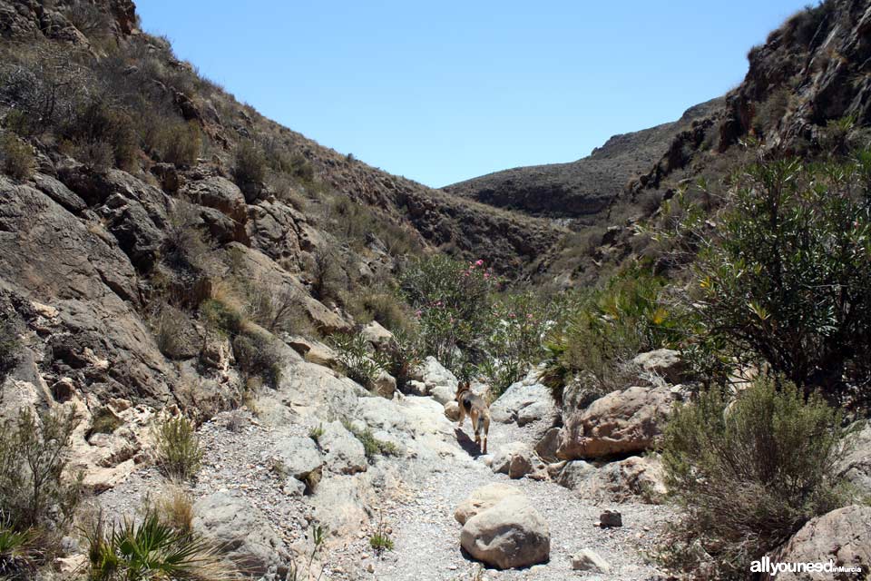 Route to the Coves of Bolete Grande, Boletes and Aguilar. Bolete ravine