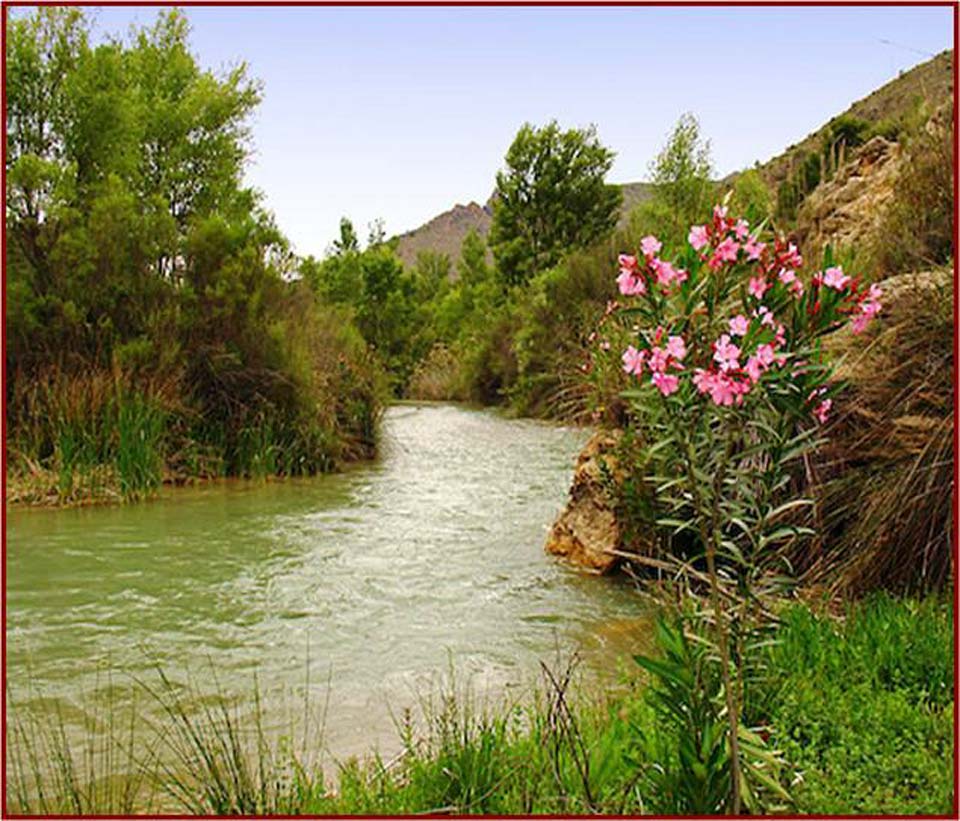 Groves and Forests of Cañaverosa Riverside