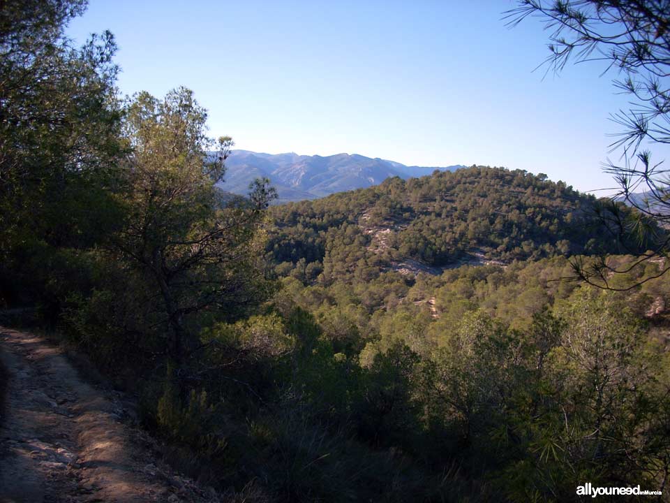 Ruta del Castillo de Pliego y el Cairel PR-MU77