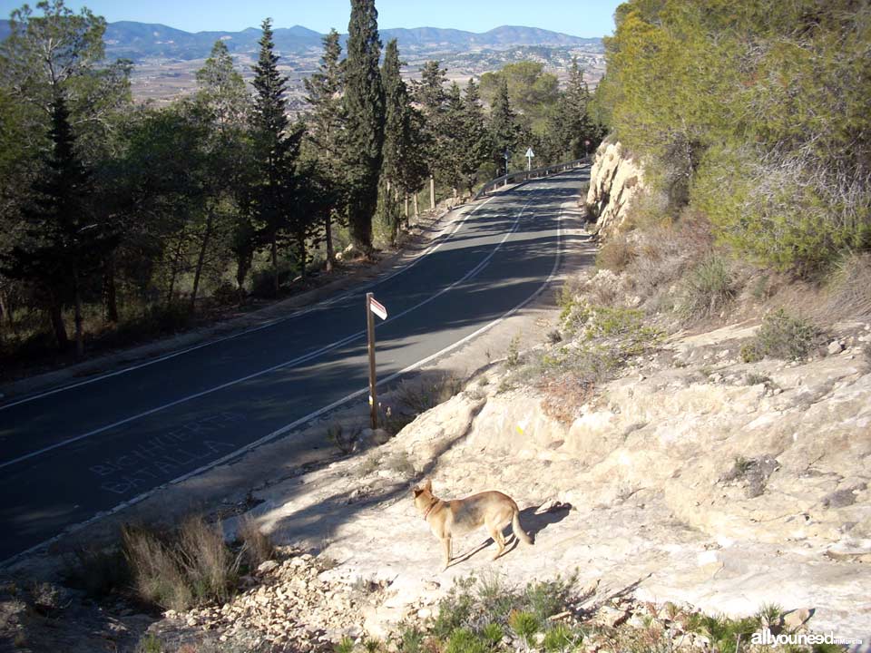Ruta del Castillo de Pliego y el Cairel PR-MU77. Cruce con carretera C-3315