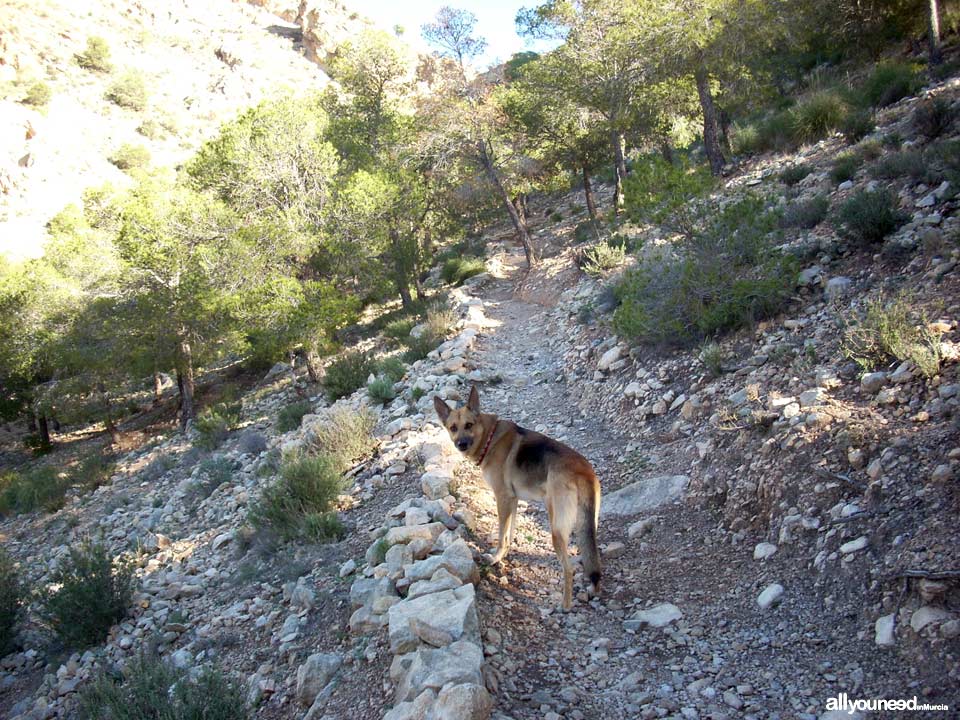 Sendero del Castillo de Ricote. Sencillo sendero con magníficas vistas