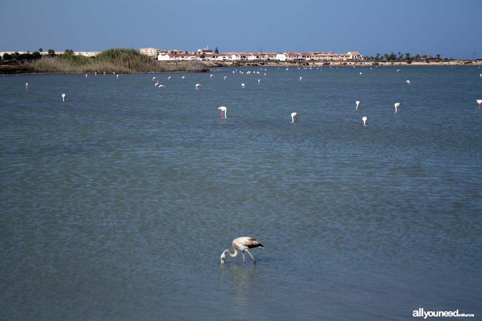 Regional Park of the Salt Flats and Sand Areas of San Pedro del Pinatar