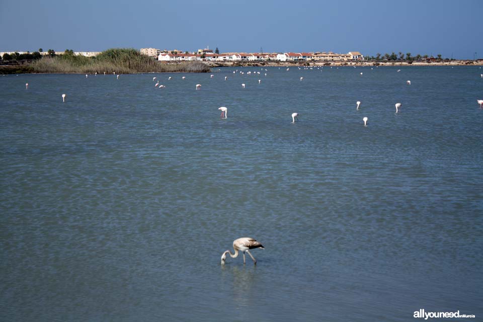 Regional Park  of the Salt Flats and Sand Areas of San Pedro del Pinatar