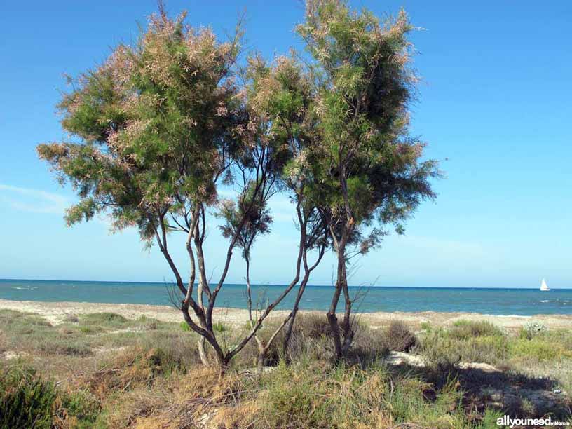 Regional Park  of the Salt Flats and Sand Areas of San Pedro del Pinatar