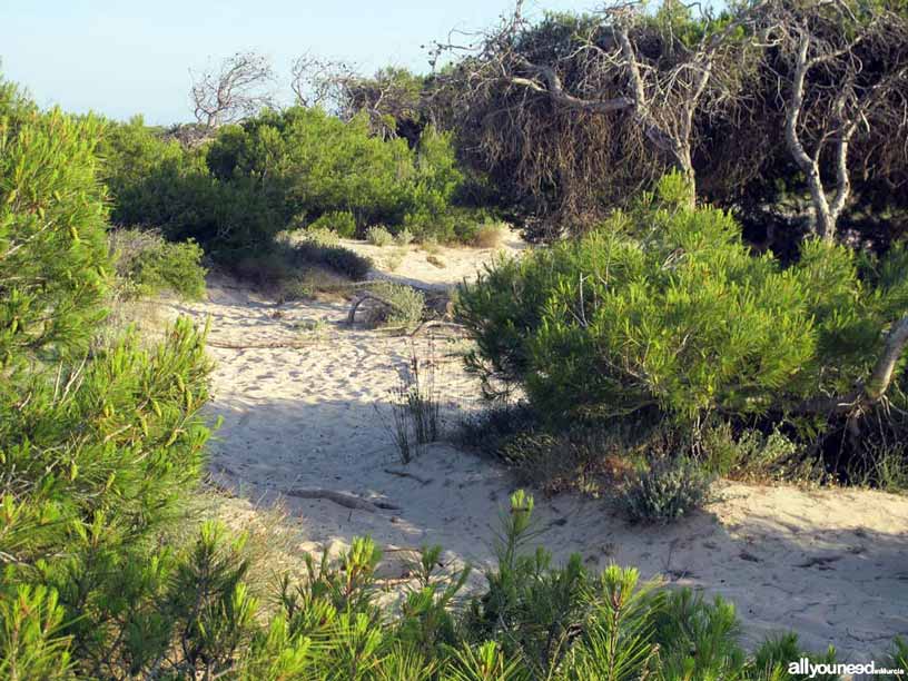 Regional Park  of the Salt Flats and Sand Areas of San Pedro del Pinatar