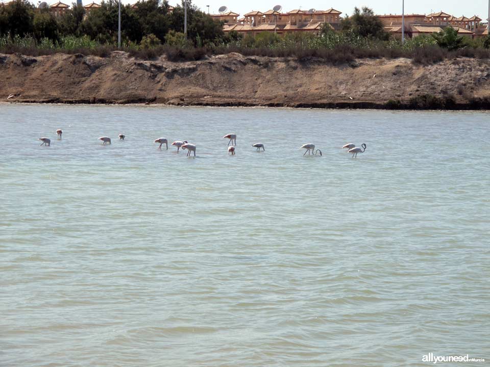 Walk along the Salt Flats. San Pedro del Pinatar