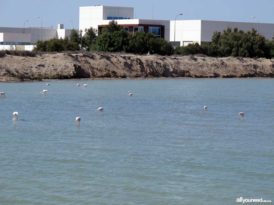 Paseo por las Salinas de San Pedro del Pinatar, Parque Regional