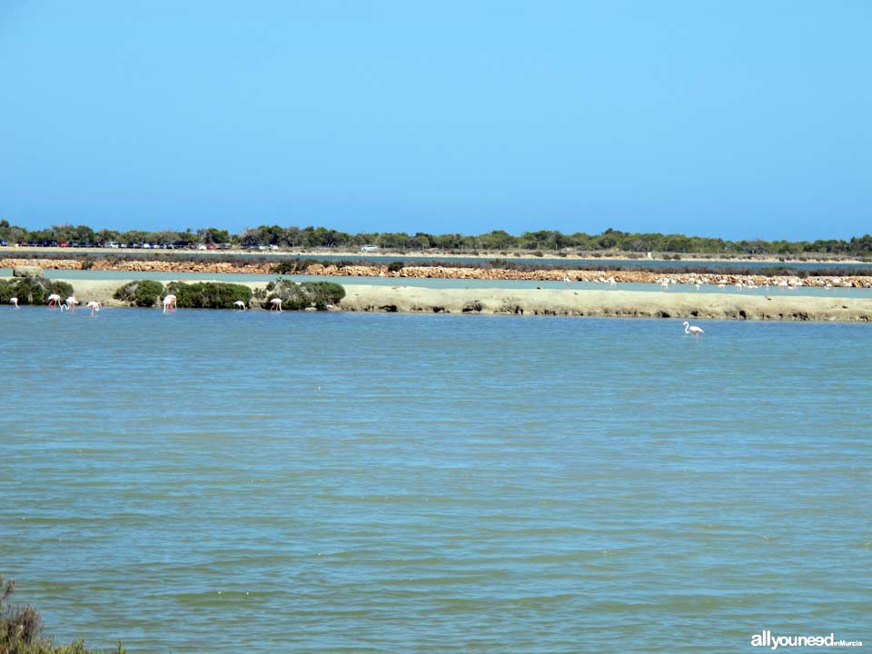 Paseo por las Salinas de San Pedro del Pinatar, Parque Regional