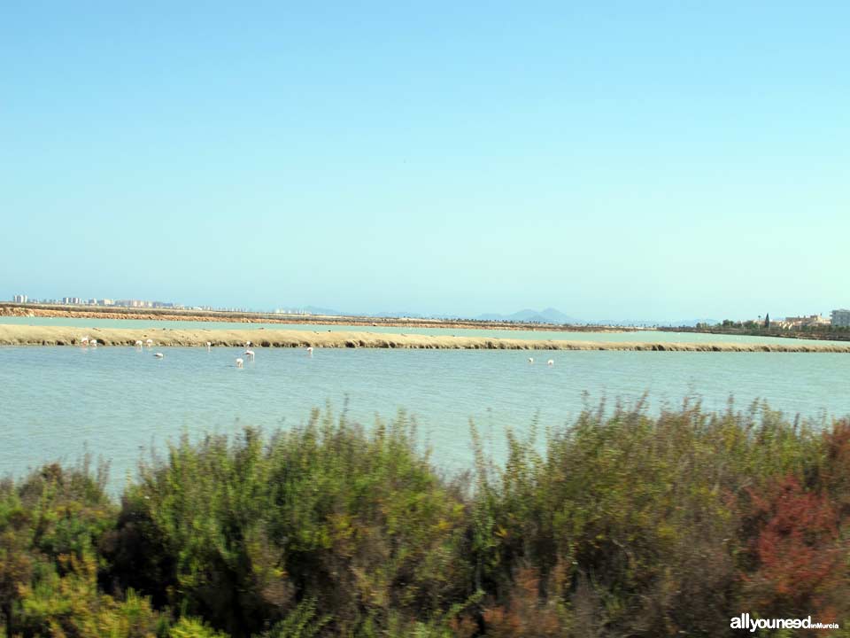 Walk along the Salt Flats. San Pedro del Pinatar