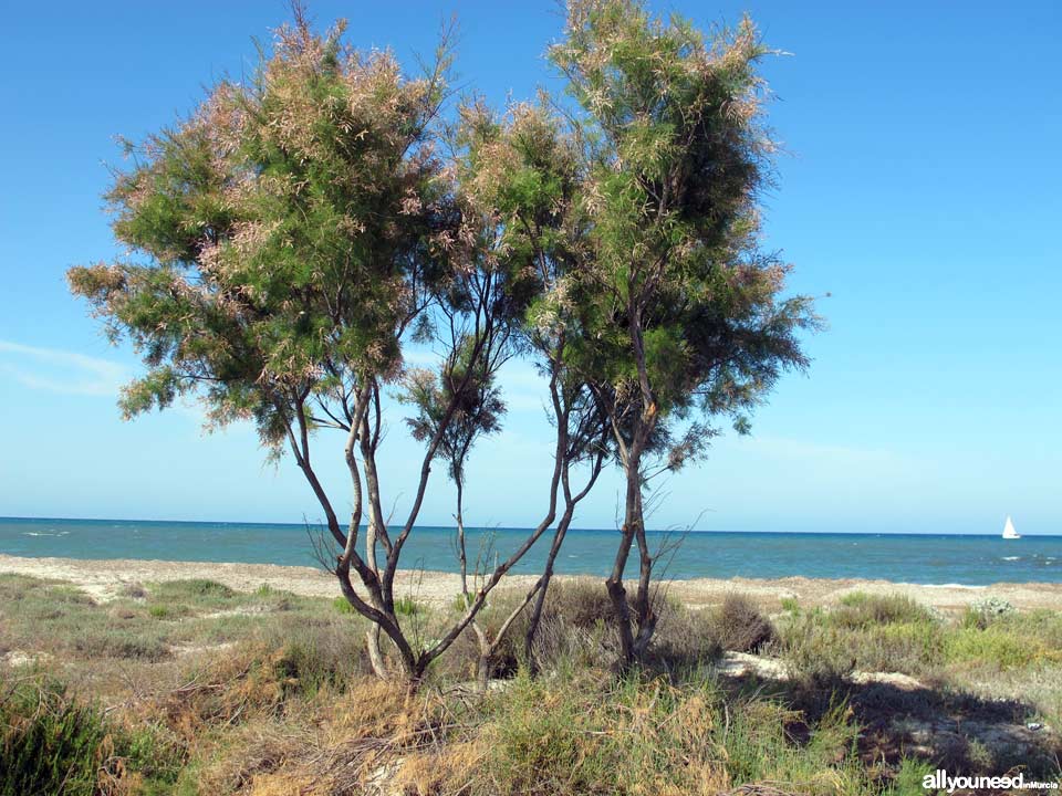 Playa de Punta de Algas Playas de San Pedro del Pinatar