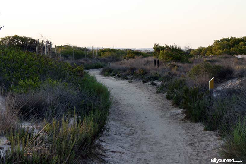 Senda del El Coterillo, Sendero interior