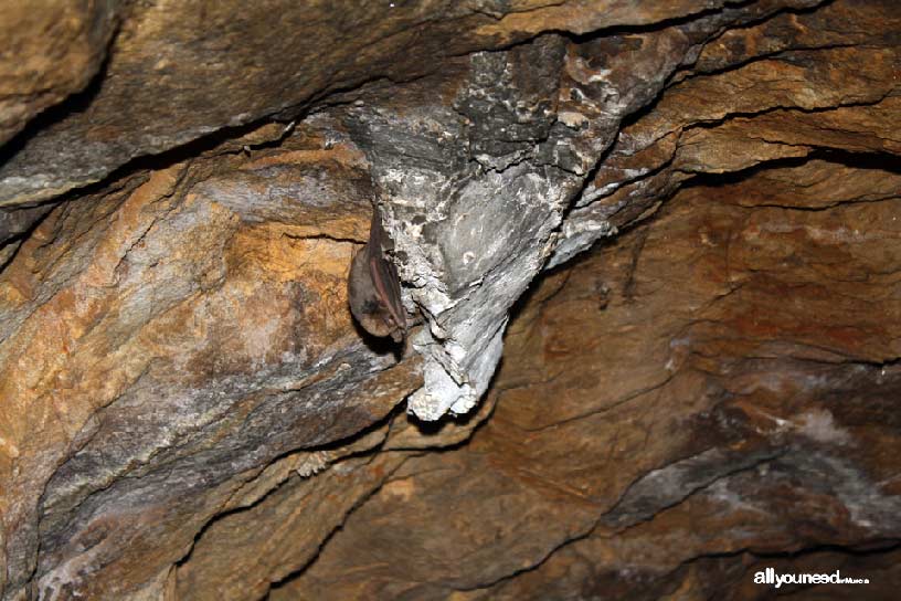 El Cabezo Gordo en Torre Pacheco. Cueva del agua. Murciélago