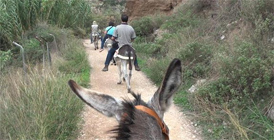 Rutas de Senderismo en Burro