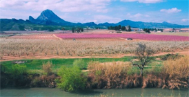 Floración en Cieza